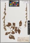 Foto von Salix caprea L.